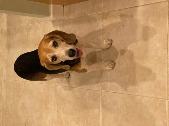 Lost dog in Palm Beach Gardens, FL, 33410