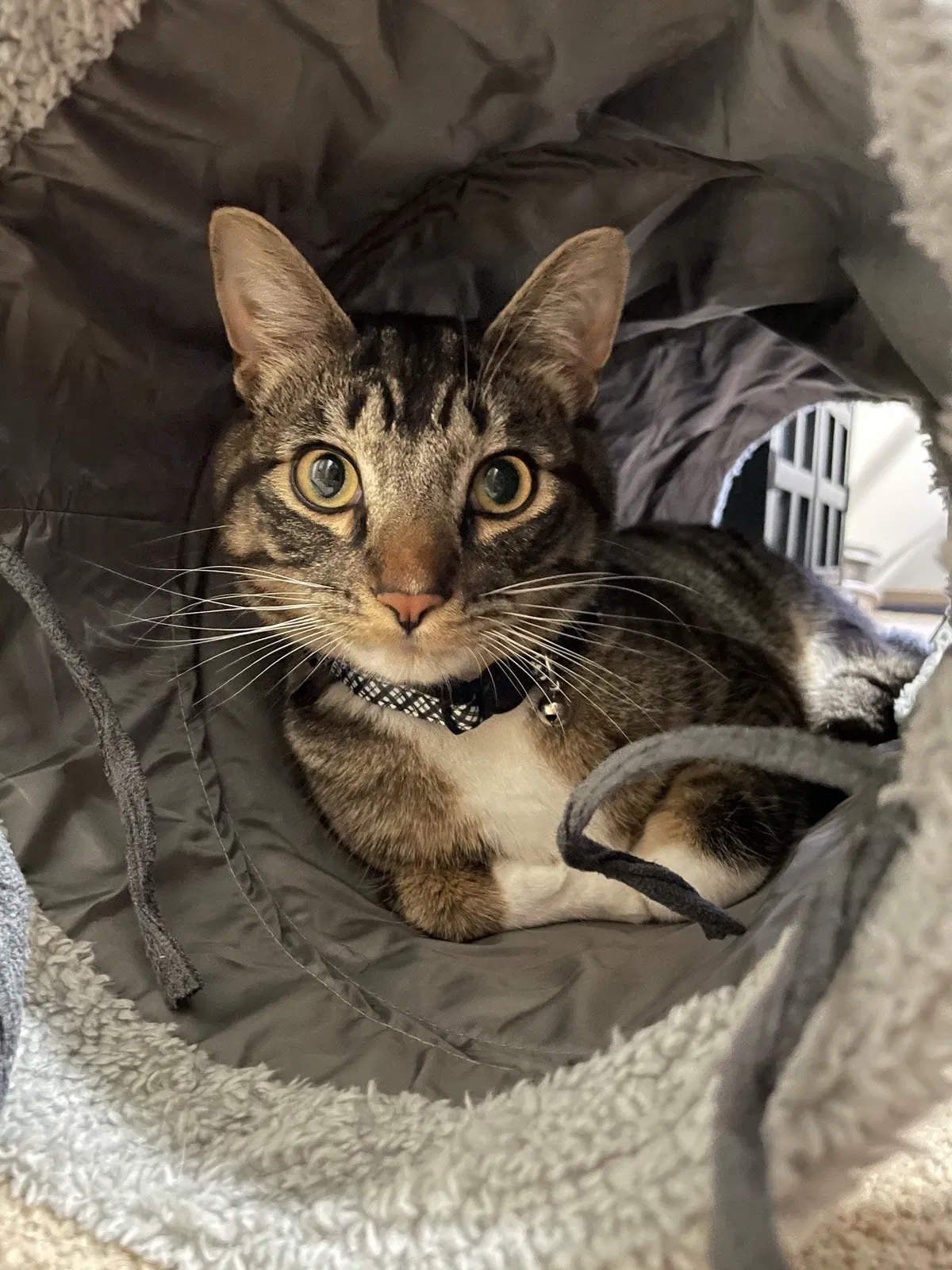 Lost cat in Everett, WA, 98208