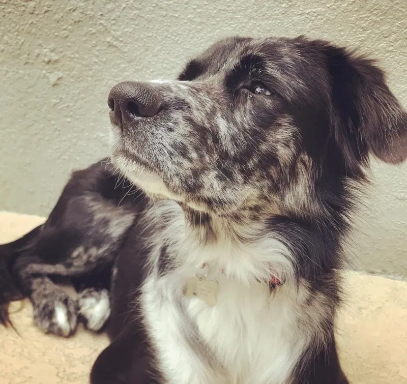 Lost dog in Orlando, FL, 32833