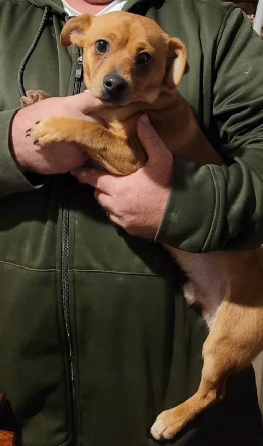 Lost dog in Aurora, CO, 80013