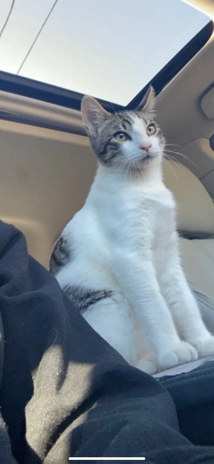 Lost cat in Houston, TX, 77063