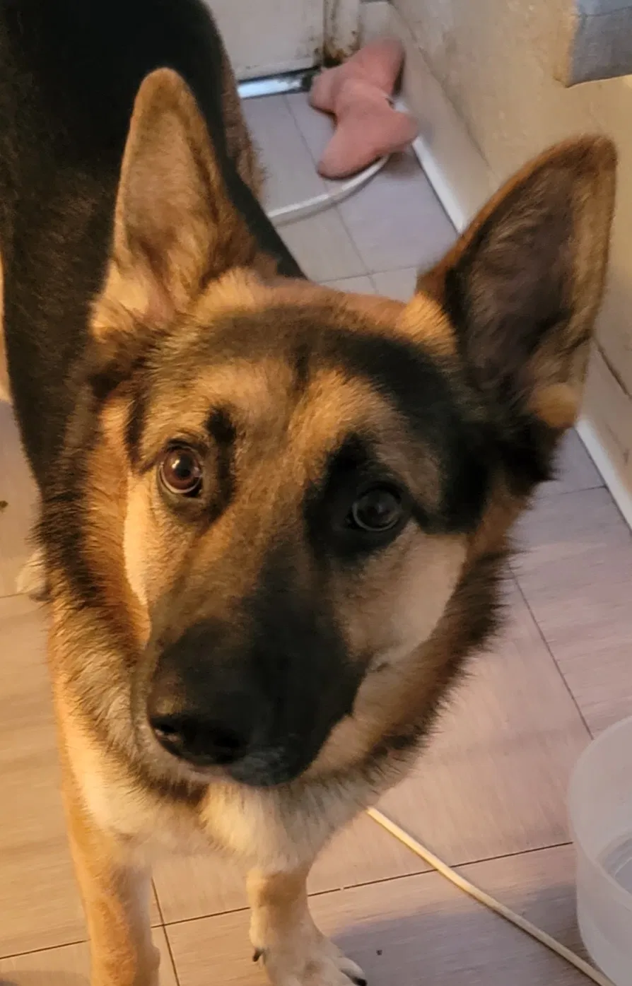 Lost dog in Bell Gardens, CA, 90201