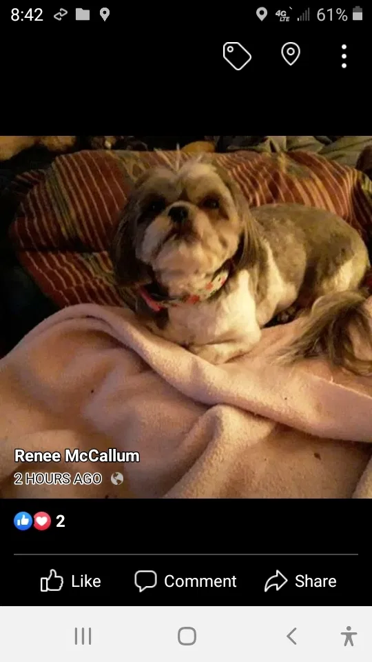 Lost dog in Randleman, NC, 27317