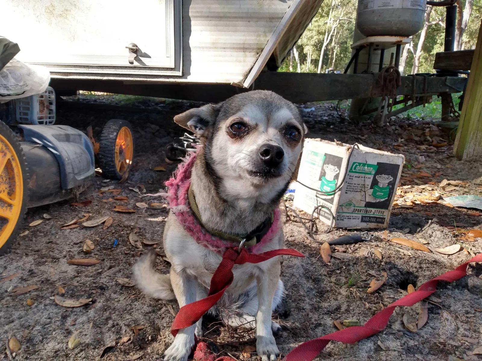 Lost dog in Hawthorne, FL, 32640