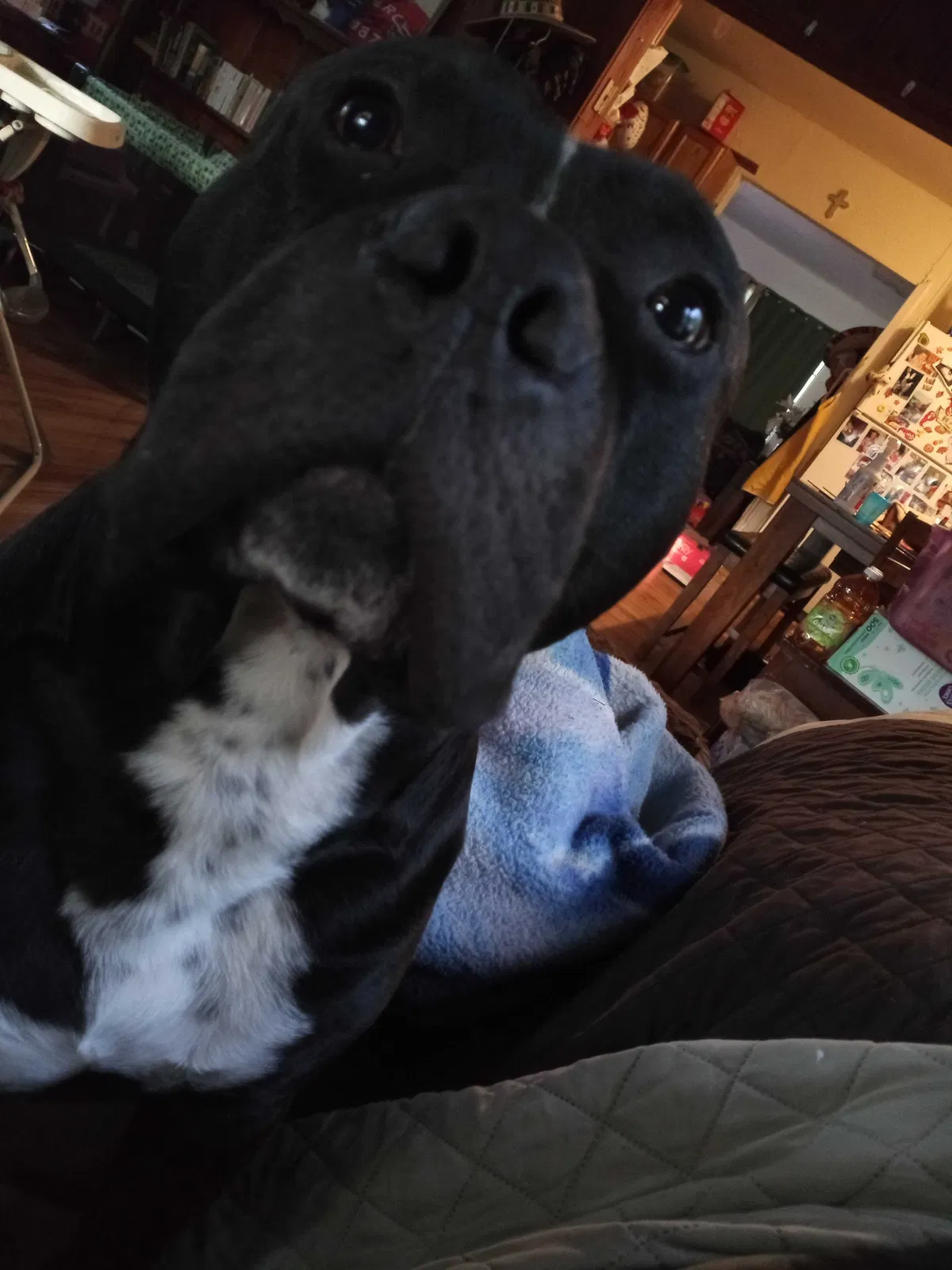 Lost dog in Houston, TX, 77033