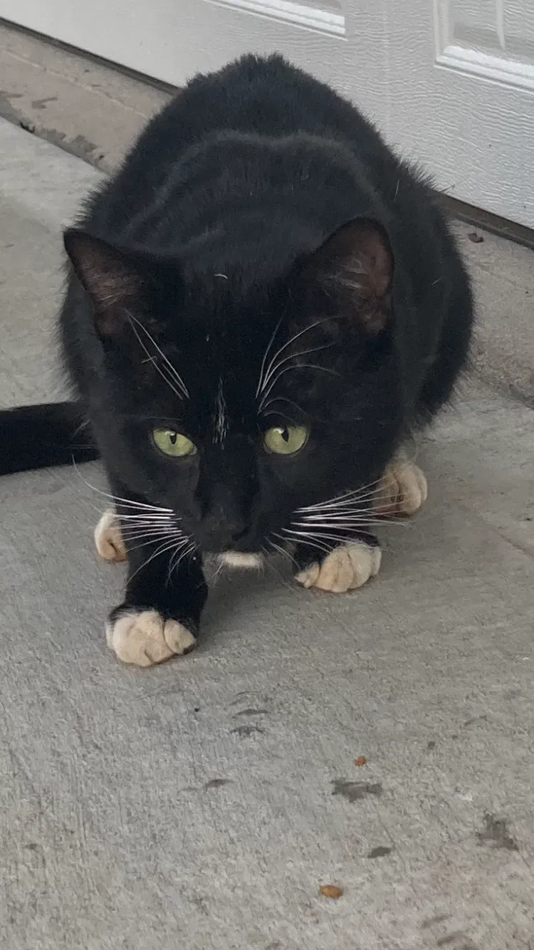 Found cat in Greenville, SC, 29607