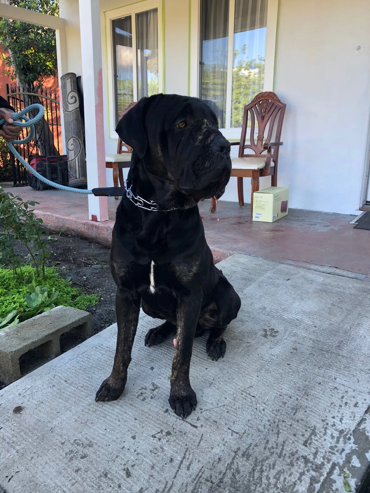 Lost dog in Los Angeles, CA, 90044