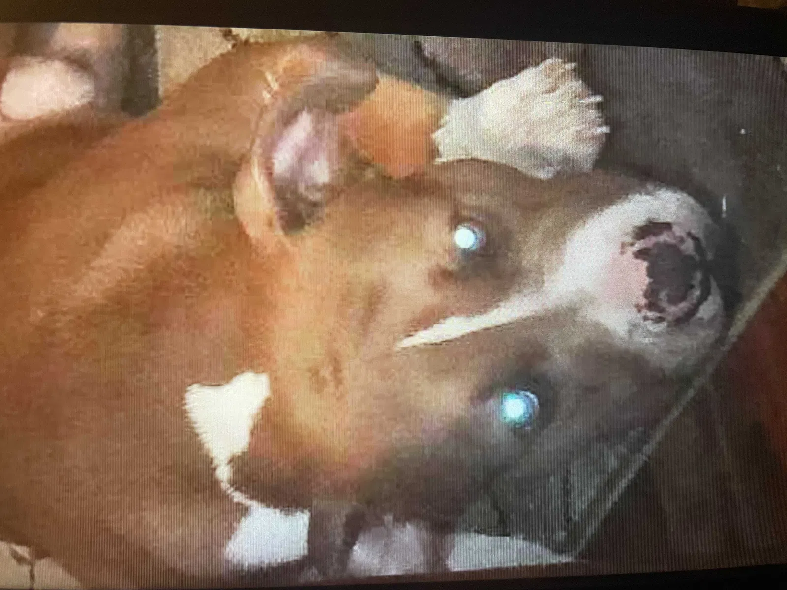 Lost dog in Sheffield, AL, 35660