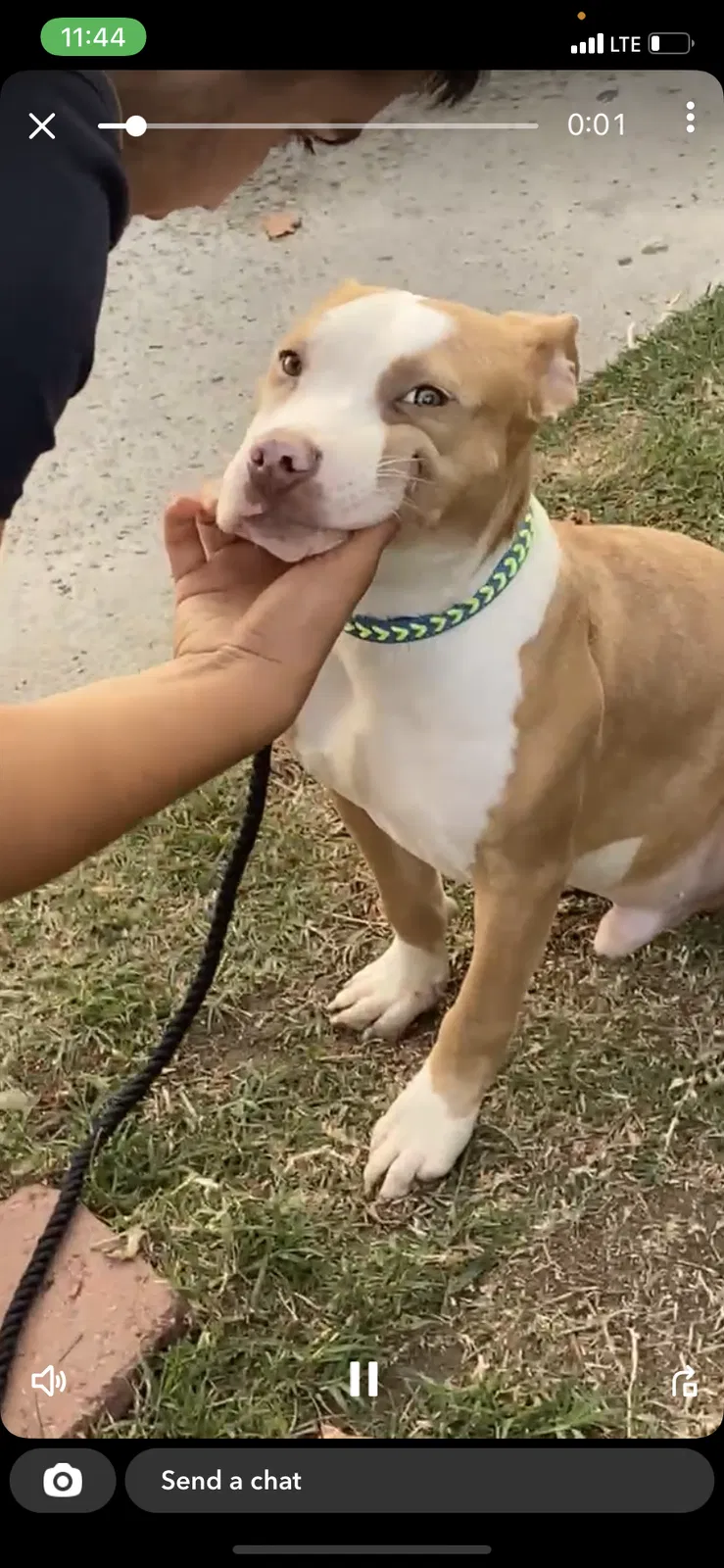 Lost dog in Downey, CA, 90240