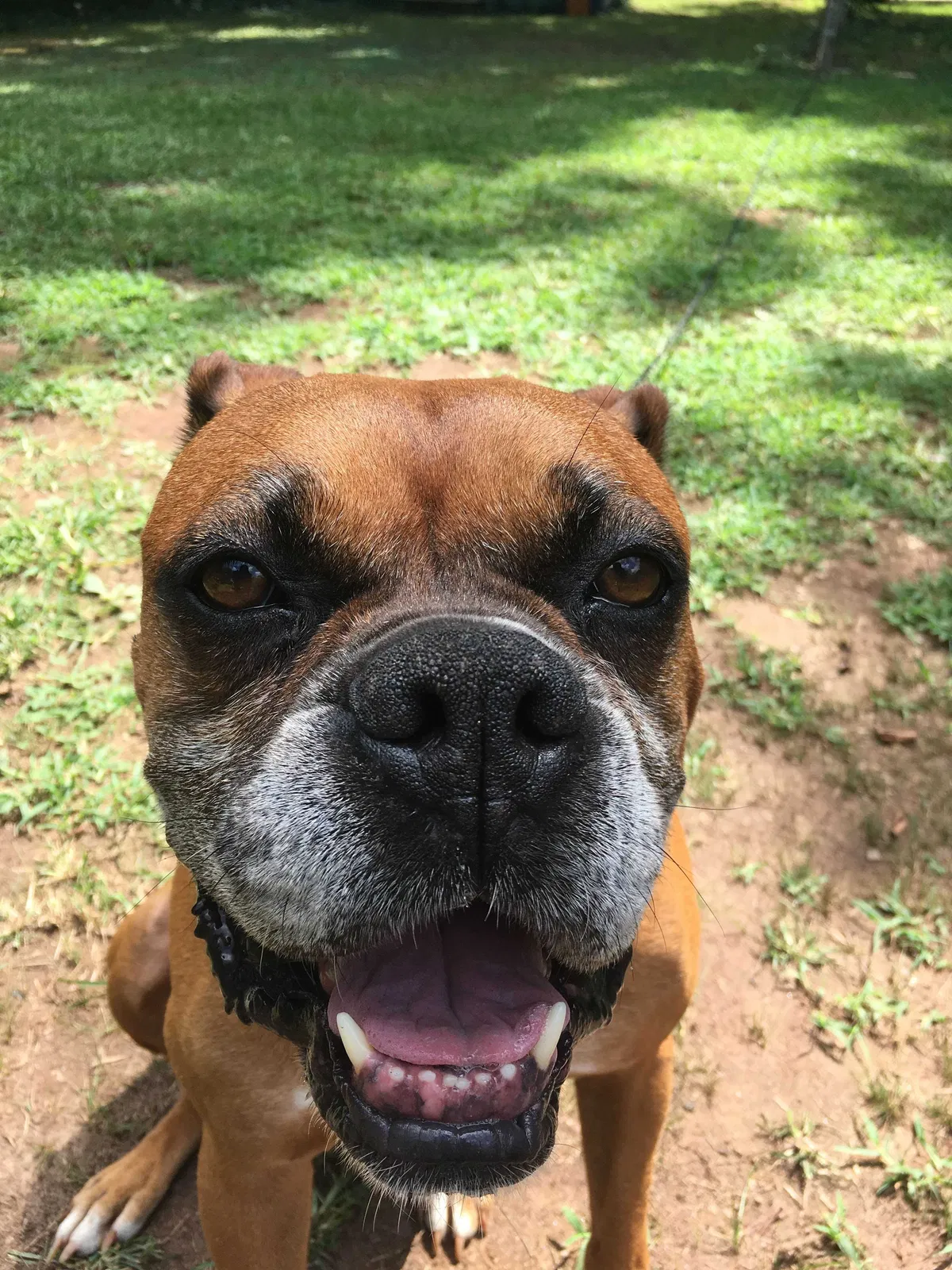 Lost dog in Belmont, NC, 28012