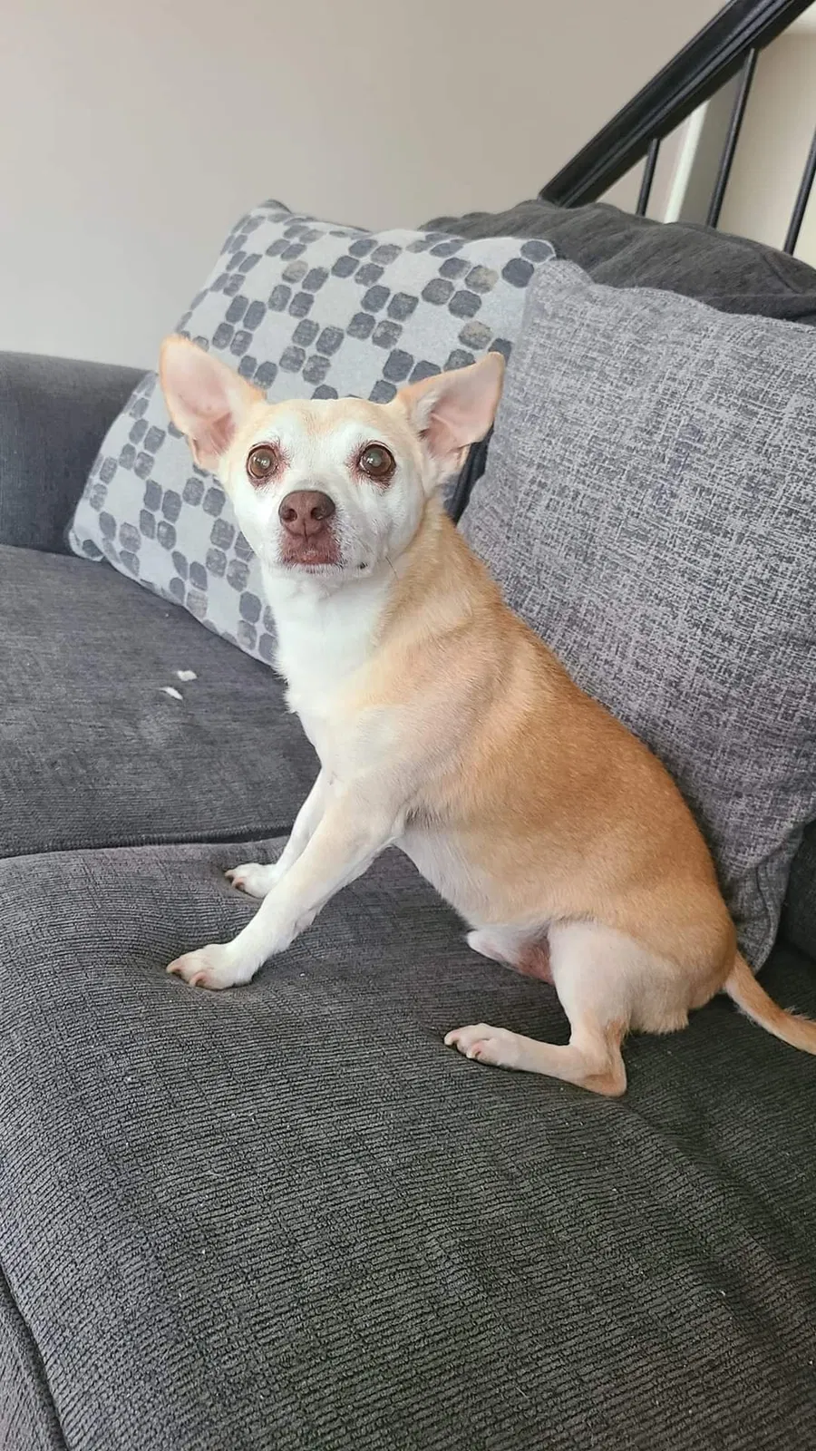 Lost dog in Sacramento, CA, 95815