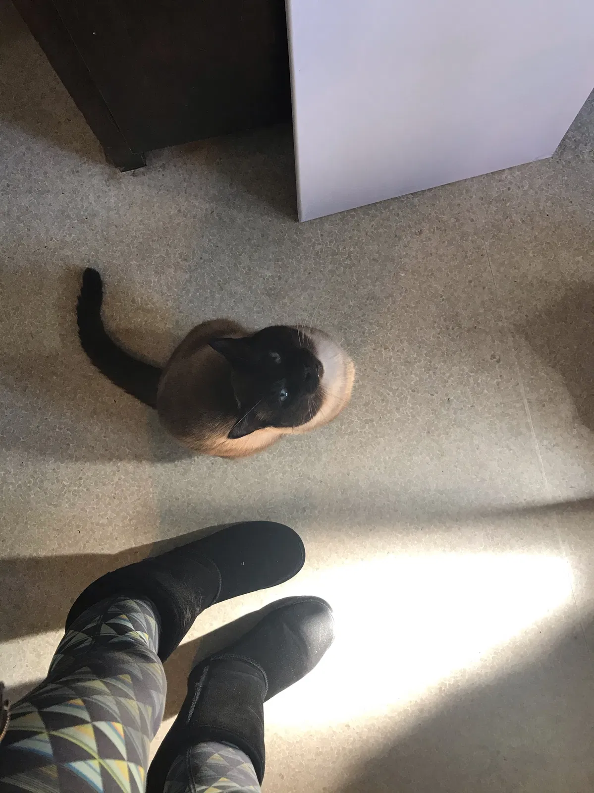 Lost cat in Gig Harbor, WA, 98335
