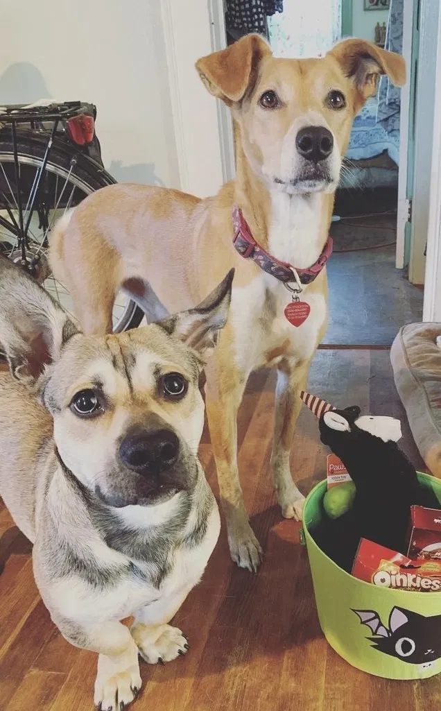 Lost dog in Hickory, NC, 28602