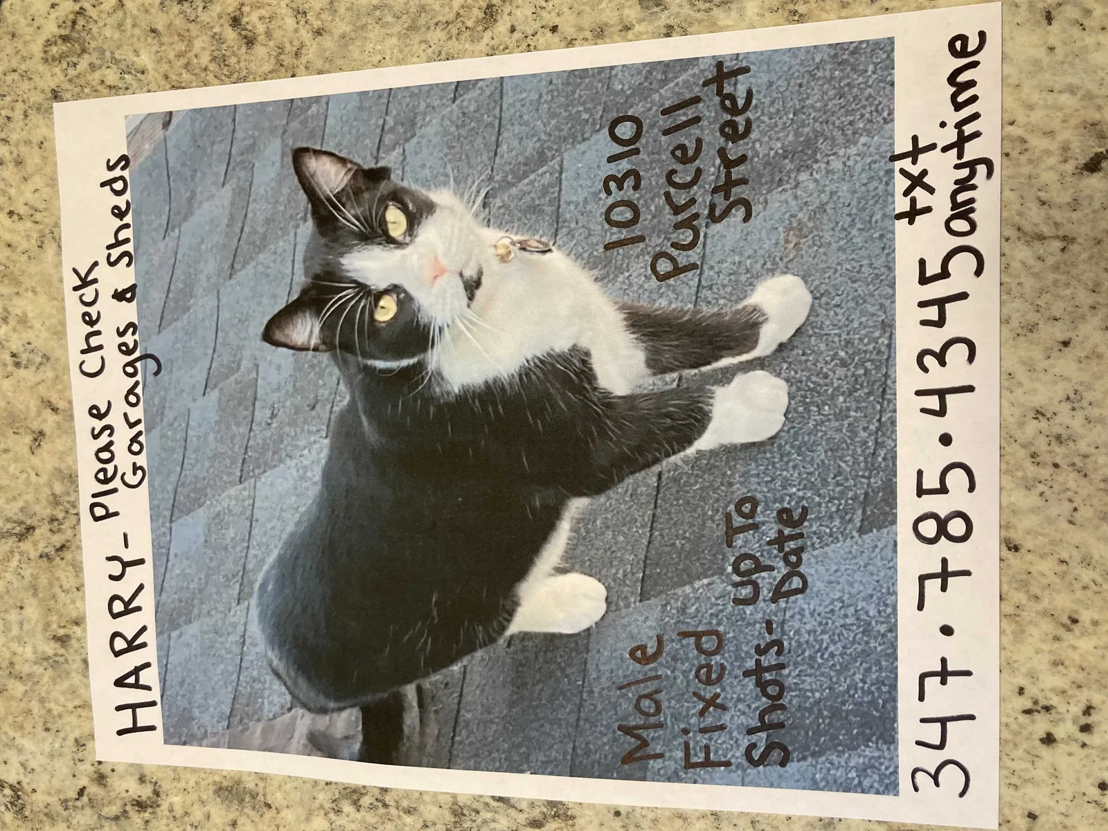 Lost cat in Staten Island, NY, 10310