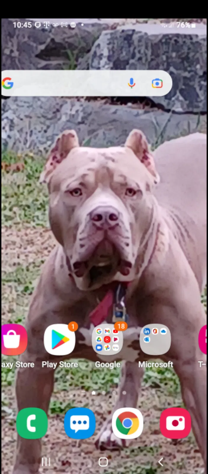 Lost dog in Tacoma, WA, 98422