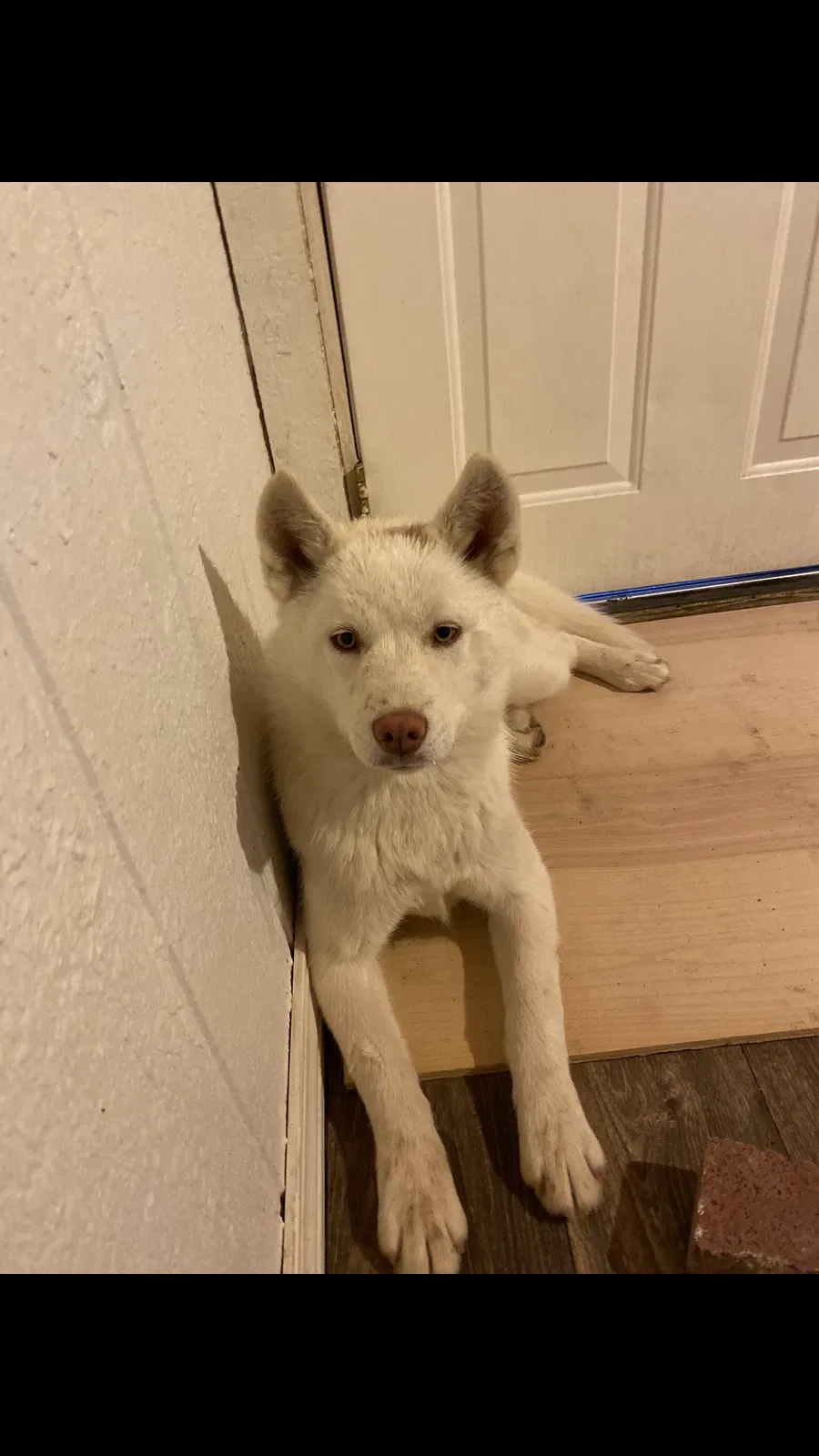 Lost dog in Albuquerque, NM, 87121