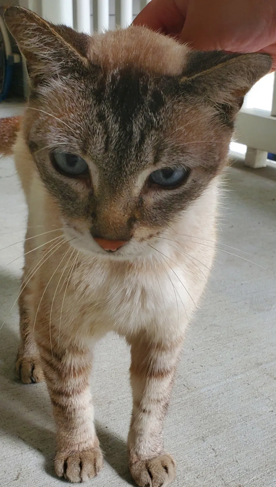 Lost cat in Houston, TX, 77056