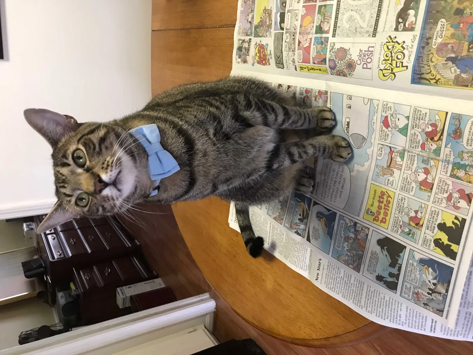 Lost cat in Louisville, KY, 40241