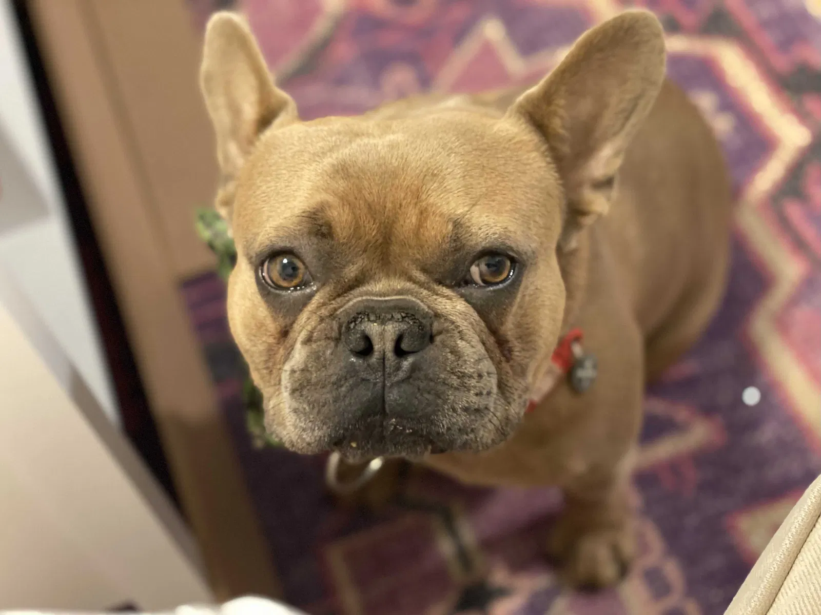 Lost dog in Los Angeles, CA, 90046