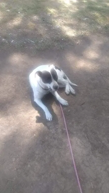 Lost dog in Portland, OR, 97217