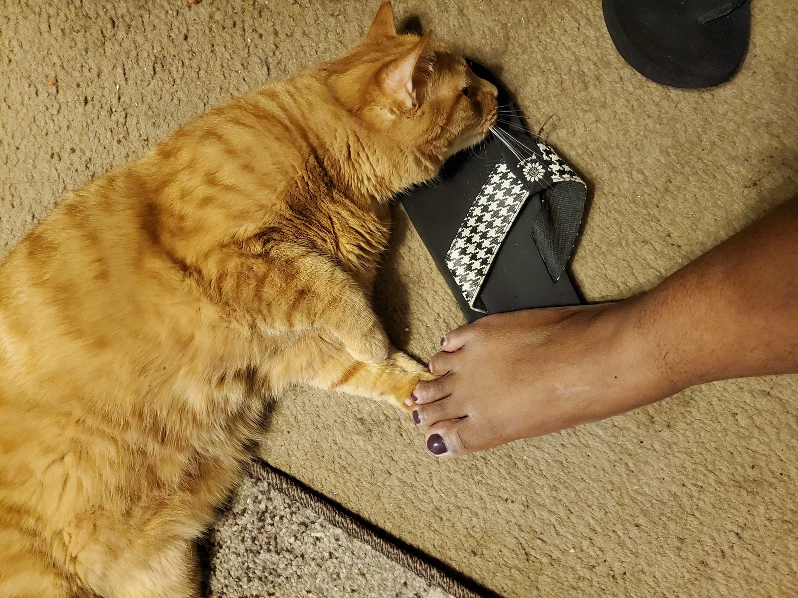 Lost cat in Nashville, TN, 37208