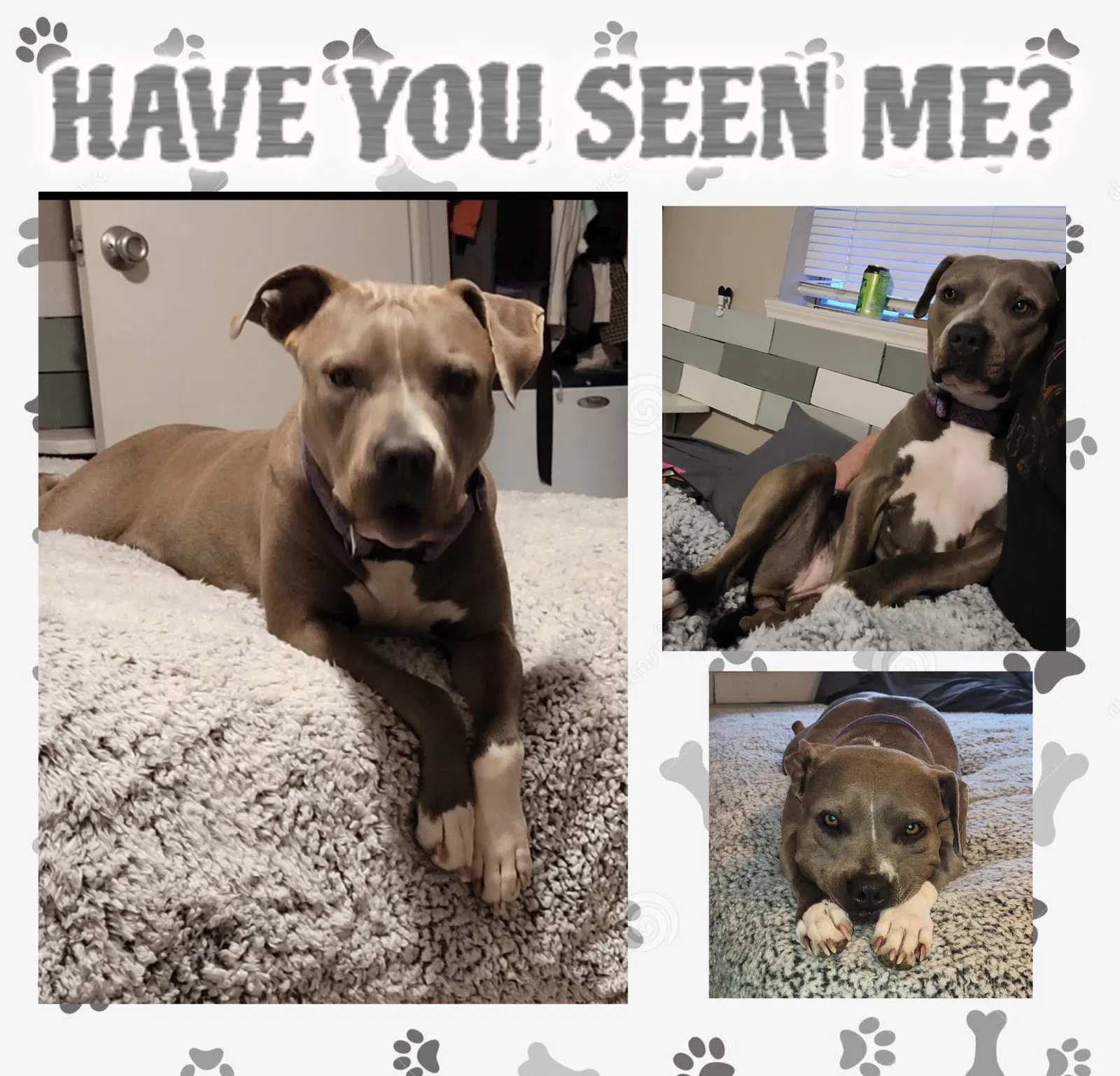 Lost dog in Oklahoma City, OK, 73132