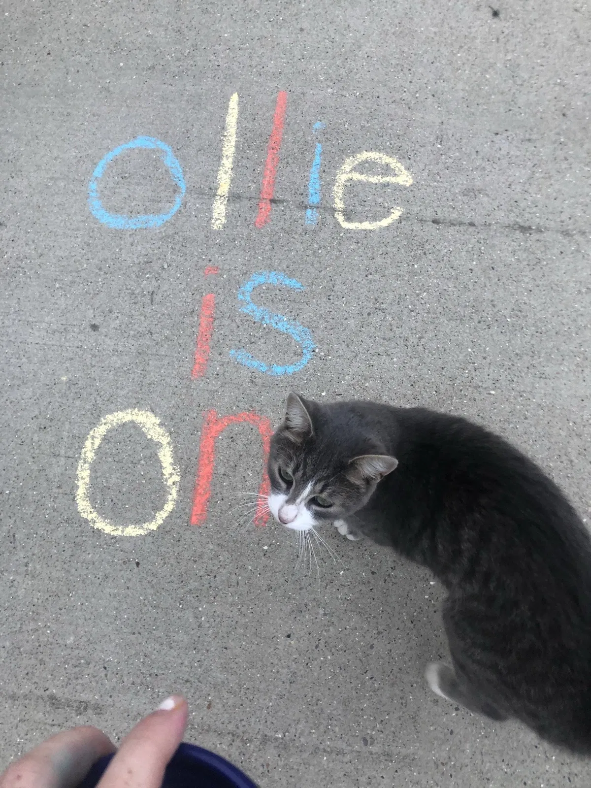 Lost cat in South Bend, IN, 46628