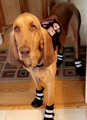 Lost dog in Tallahassee, FL, 32308