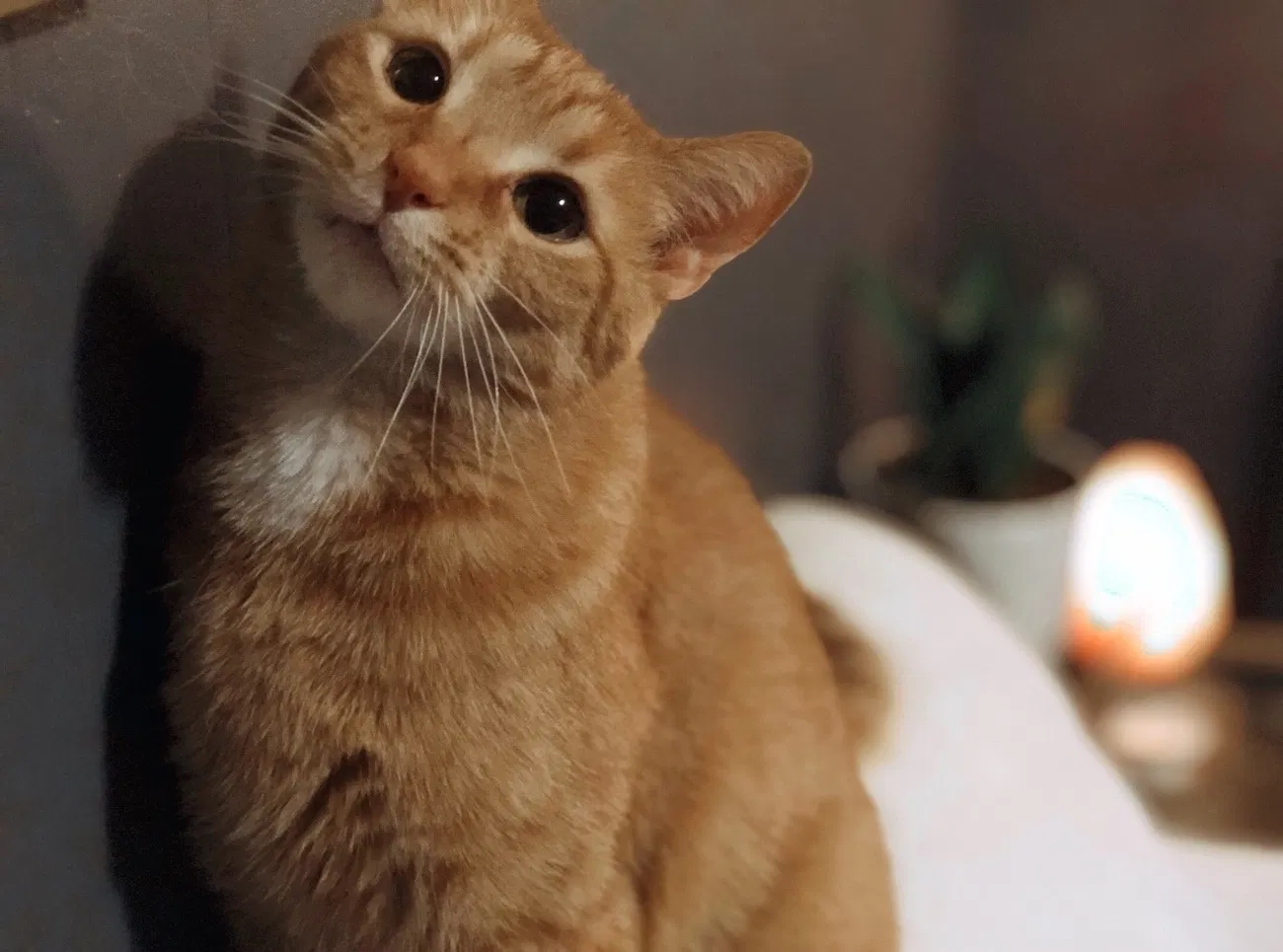 Lost cat in Wilmington, NC, 28405