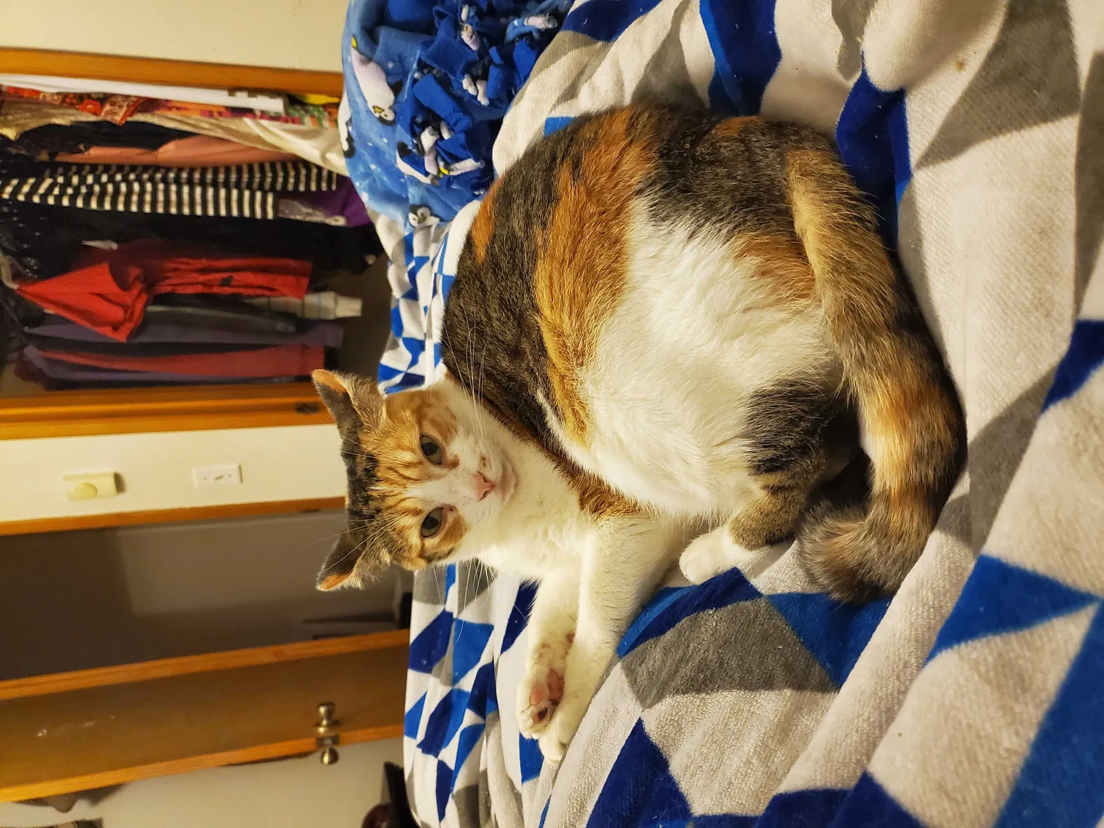Lost cat in Portland, OR, 97202