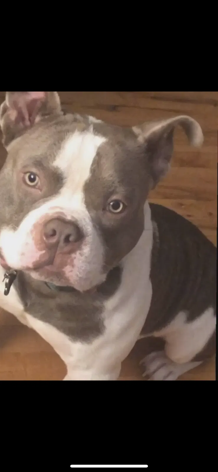 Lost dog in Petersburg, VA, 23803