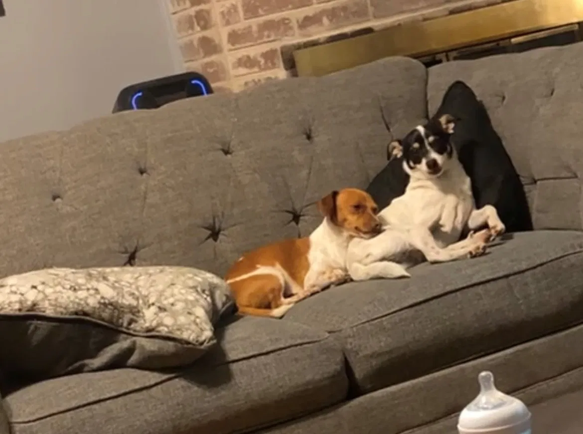 Lost dog in Houston, TX, 77064