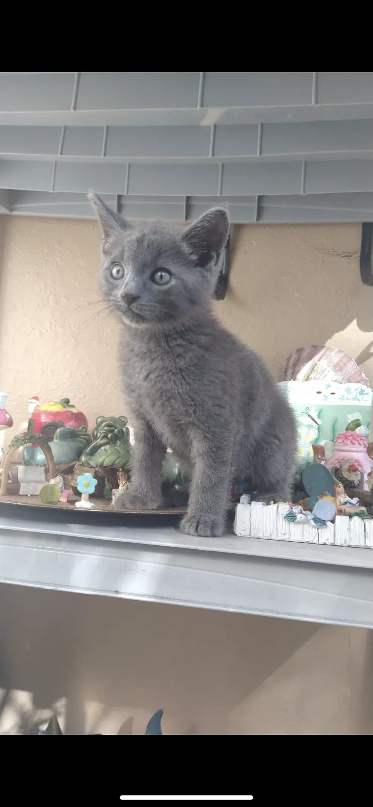 Lost cat in Miami, FL, 33143
