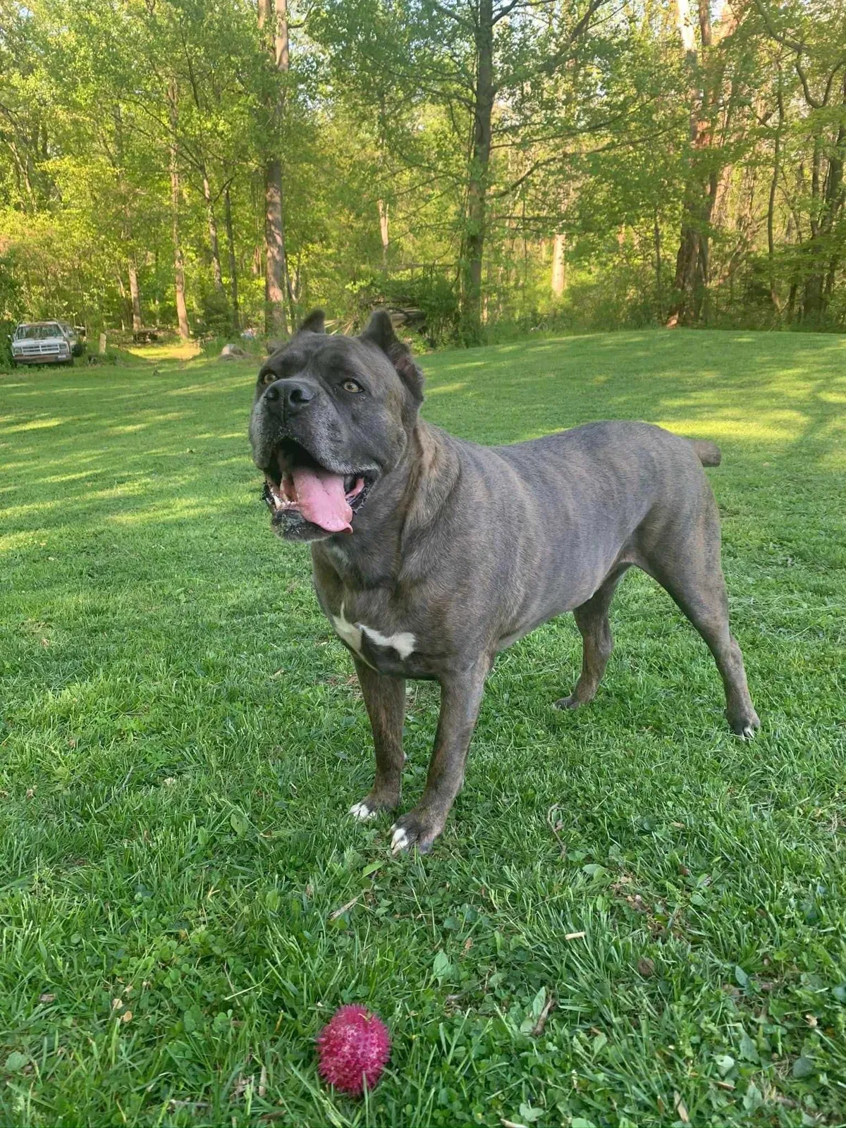 Lost dog in Petersburg, VA, 23803
