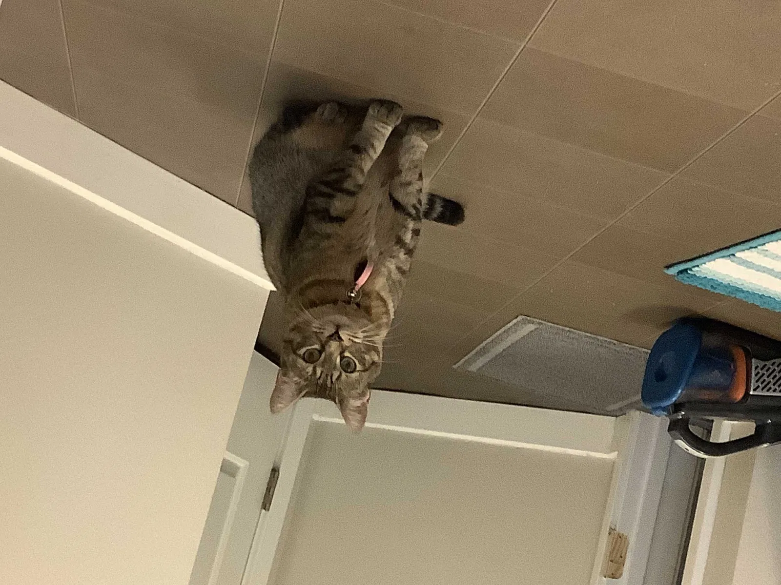 Lost cat in Savannah, GA, 31407