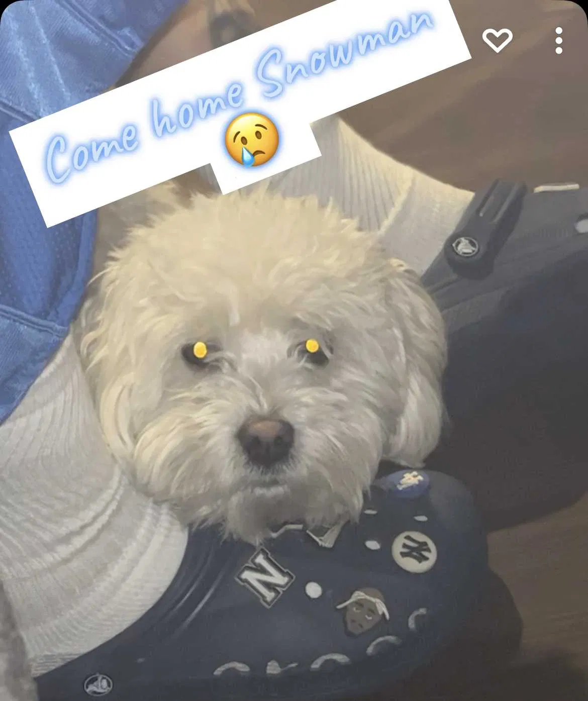 Lost dog in North Las Vegas, NV, 89032