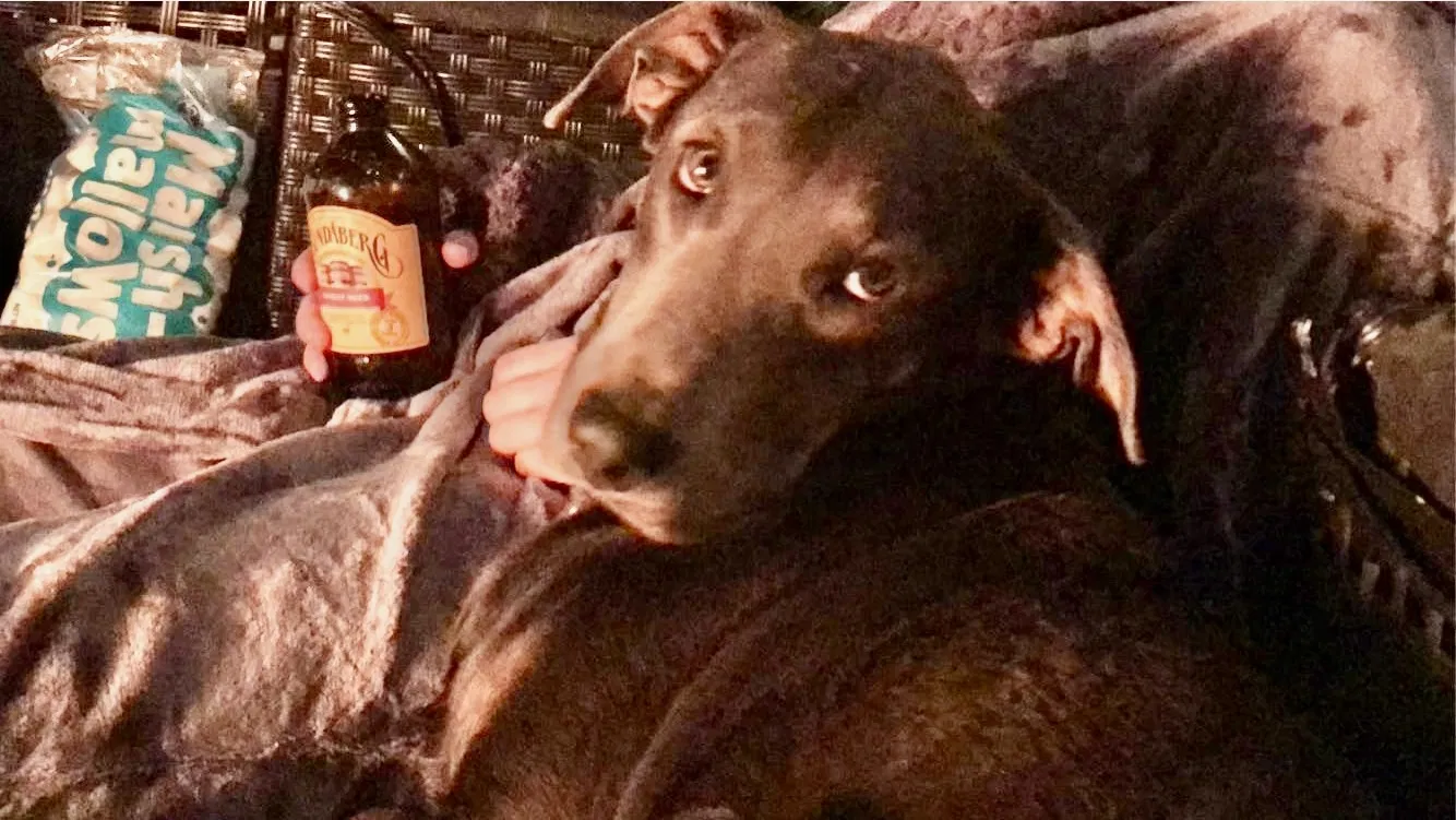 Lost dog in Mesa, AZ, 85210