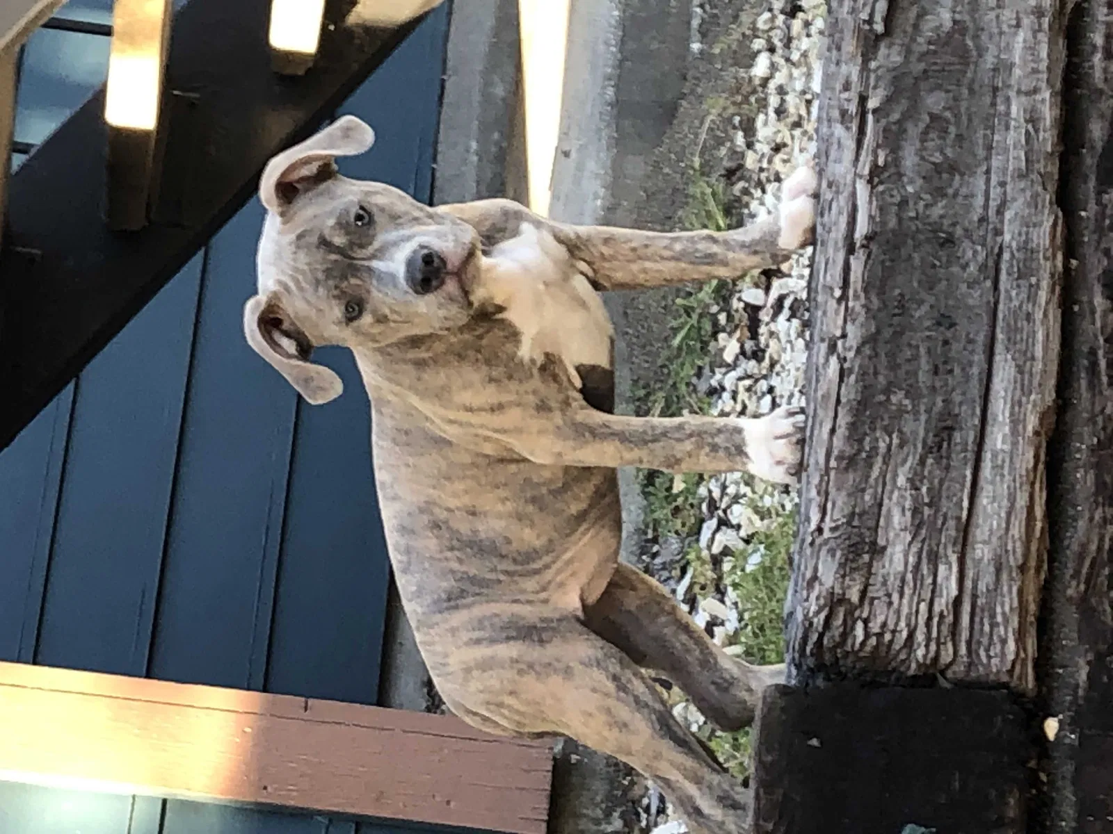 Lost dog in San Antonio, TX, 78228