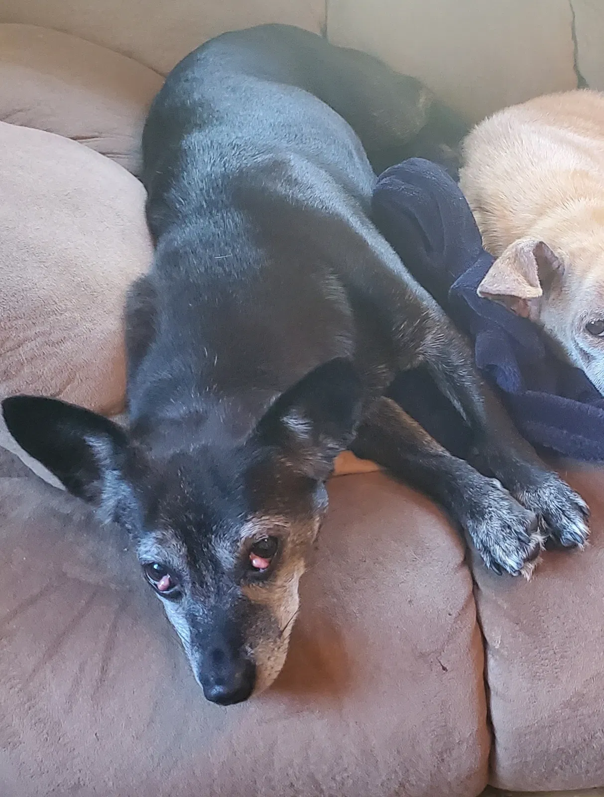Lost dog in Columbia, SC, 29201