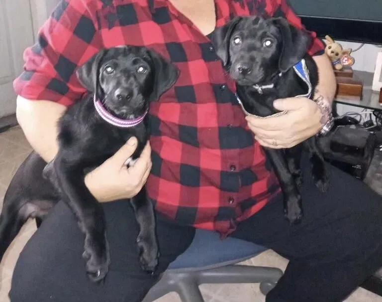 Lost dog in Dunedin, FL, 34698