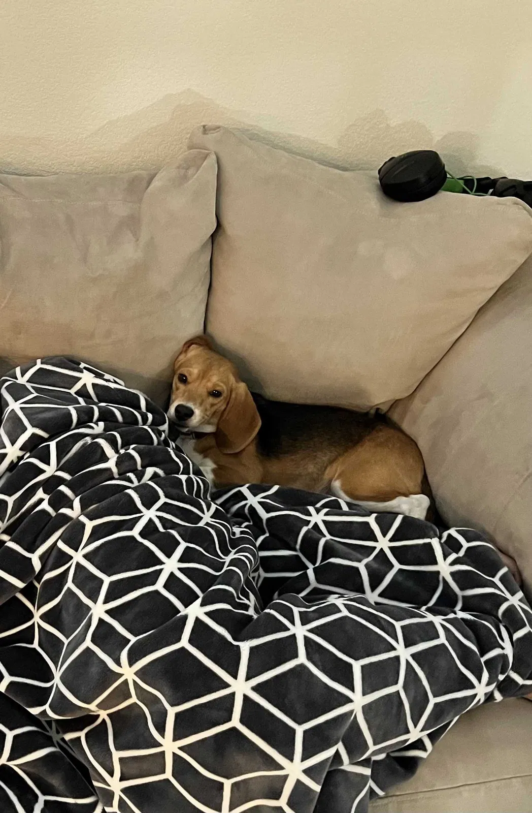 Lost dog in Queen Creek, AZ, 85142