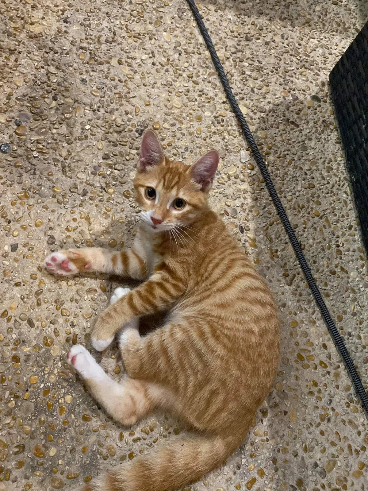 Lost cat in San Antonio, TX, 78217