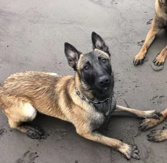 Lost dog in Canby, OR, 97013