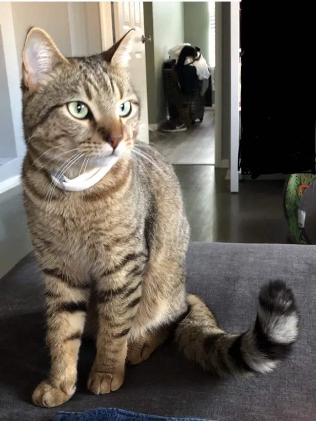 Lost cat in Calimesa, CA, 92320