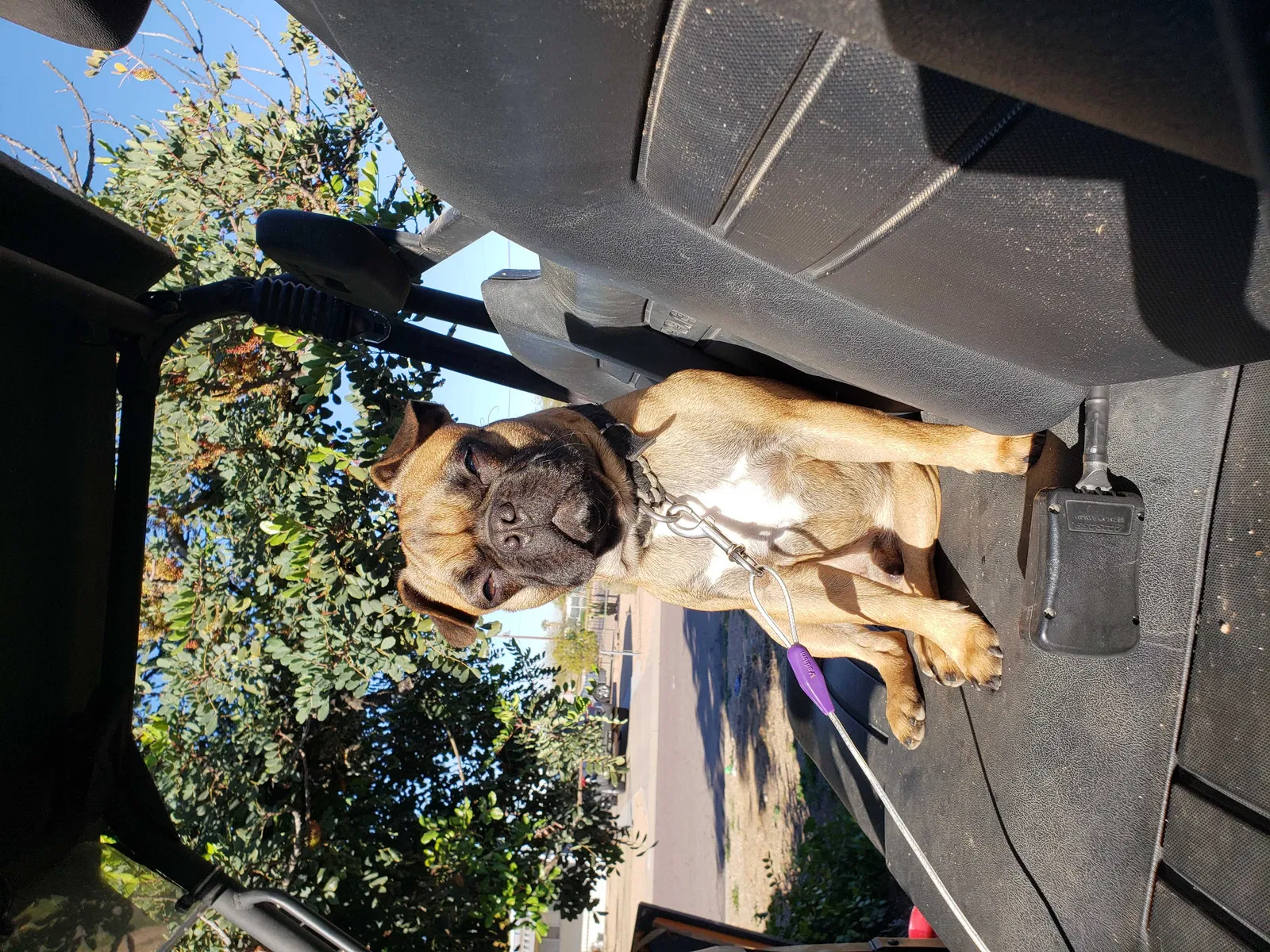 Lost dog in Peoria, AZ, 85382