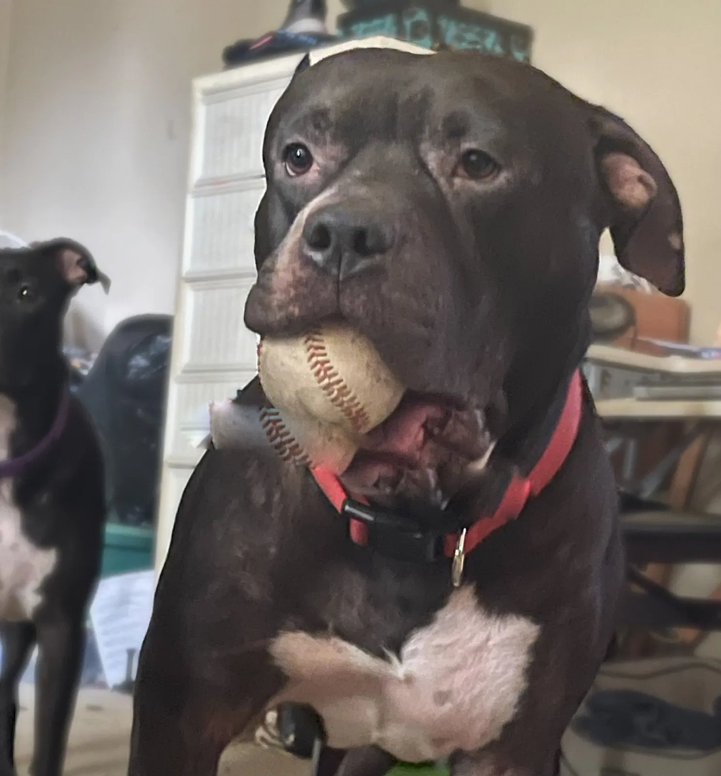Lost dog in Peoria, AZ, 85345