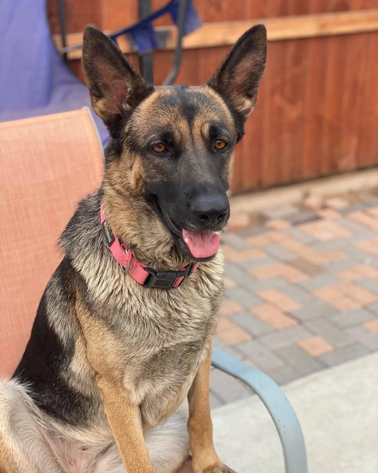 Lost dog in Riverside, CA, 92509