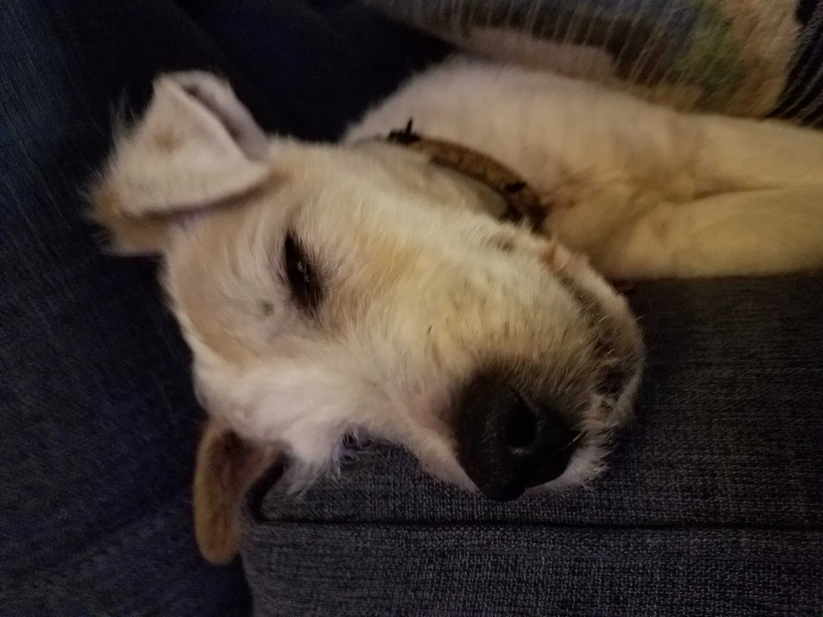 Lost dog in Houston, TX, 77062