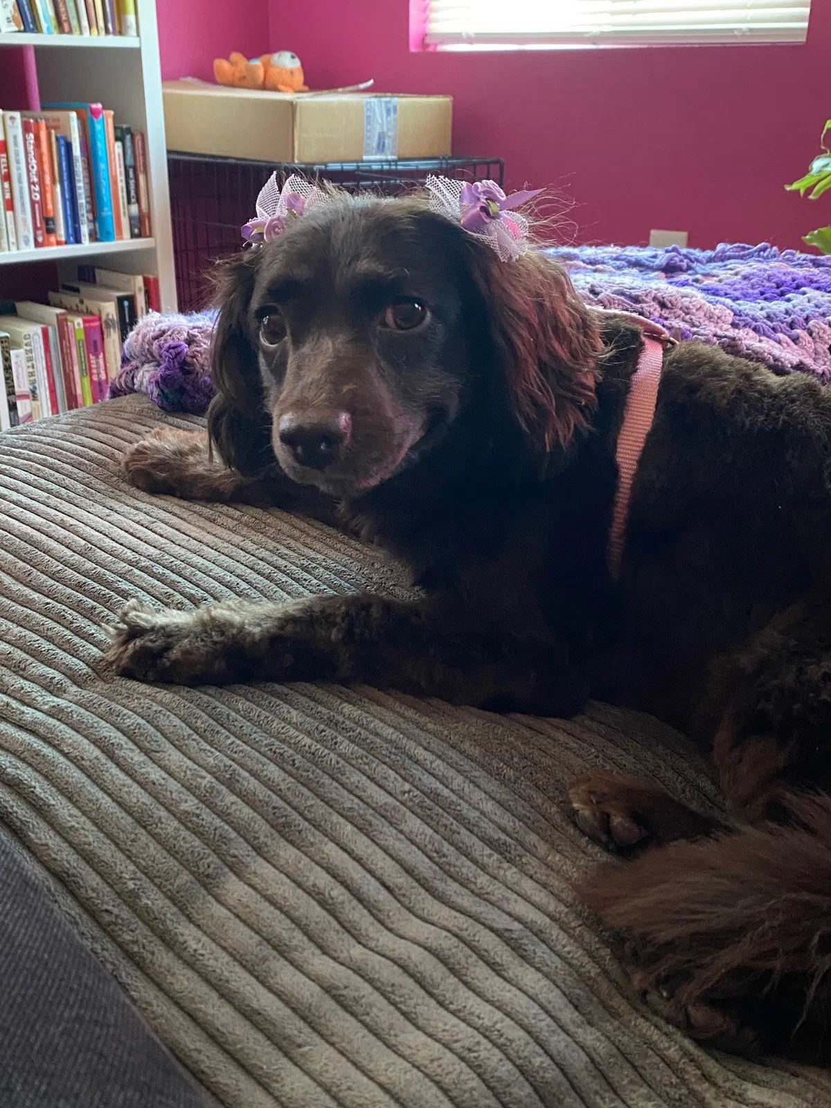 Lost dog in Los Angeles, CA, 90062
