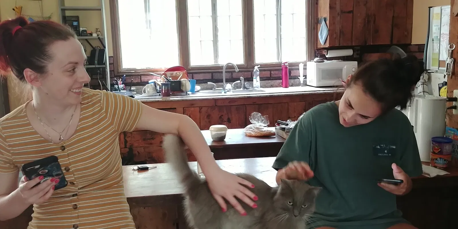 Lost cat in Landenberg, PA, 19350